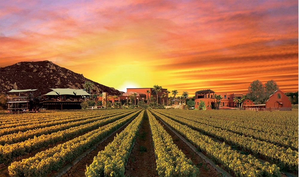 José Manuel Suárez Díaz invita a conocer los 5 mejores viñedos  de México